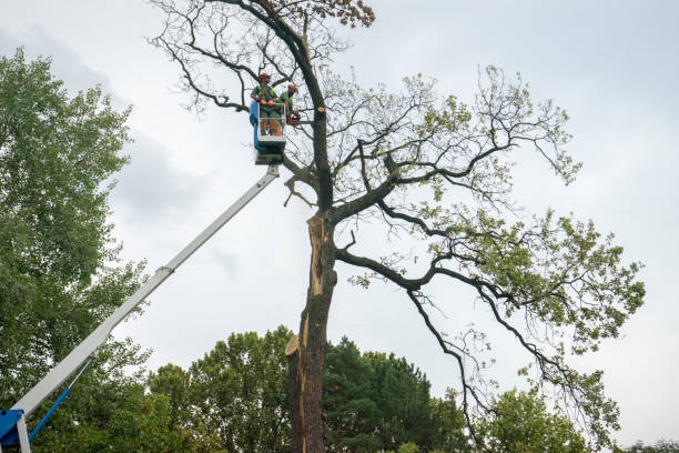 Trusted Esko, MN Tree Services Experts